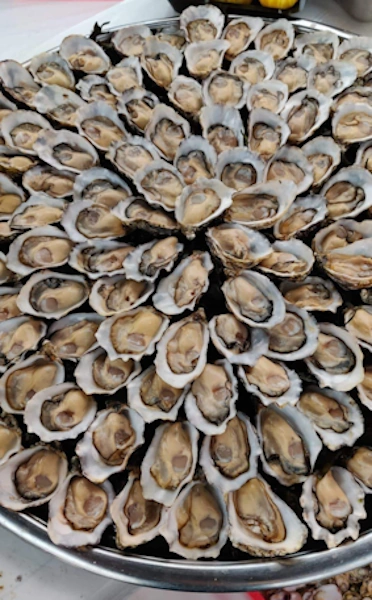 Oester impressie