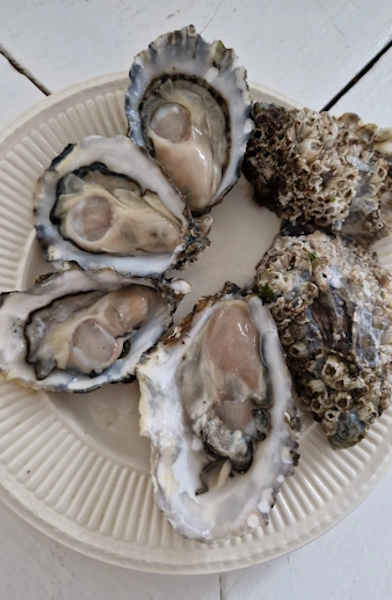 Oester impressie